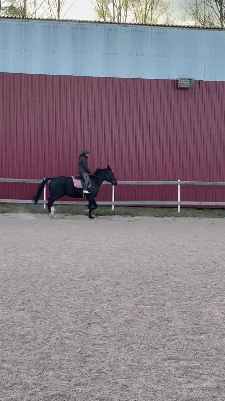 Allround hästar till salu: Trevlig kille för start/ridning eller monté - Video 3