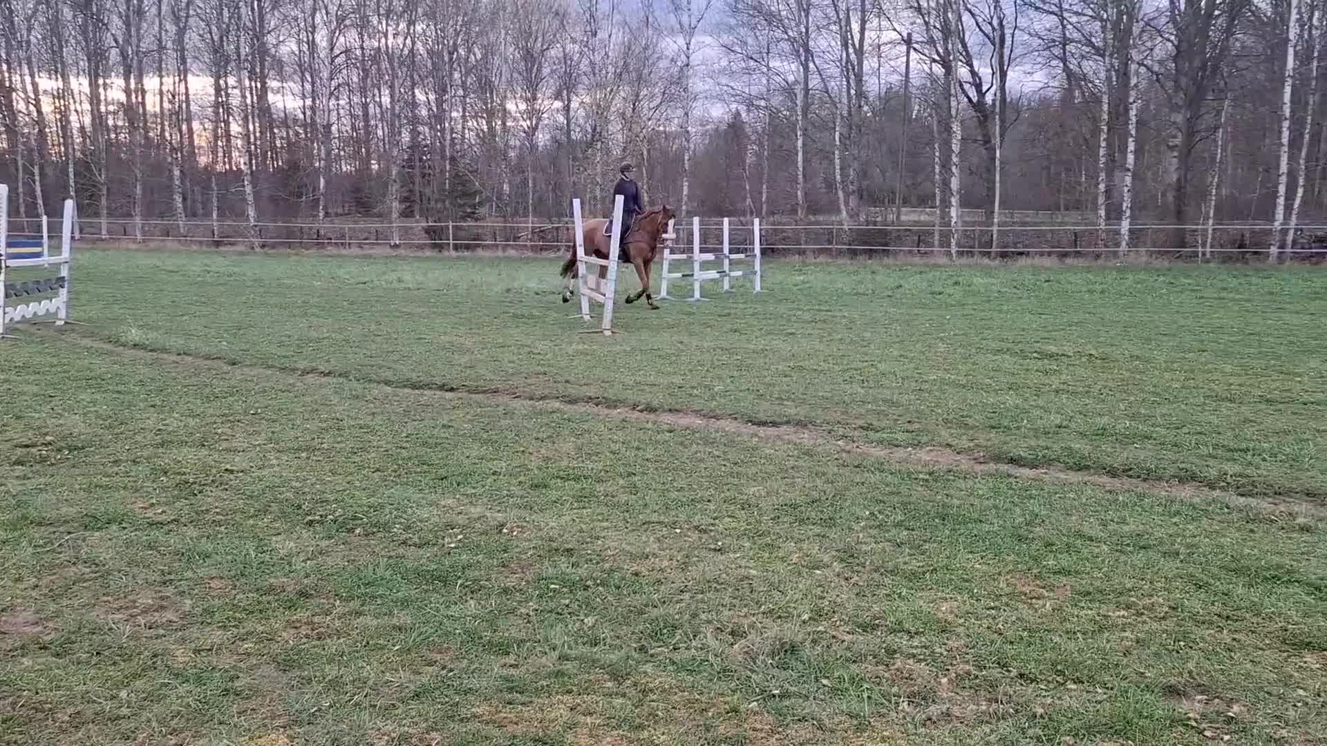 Hoppning hästar till salu: Sto som letar hinder! - Video 2