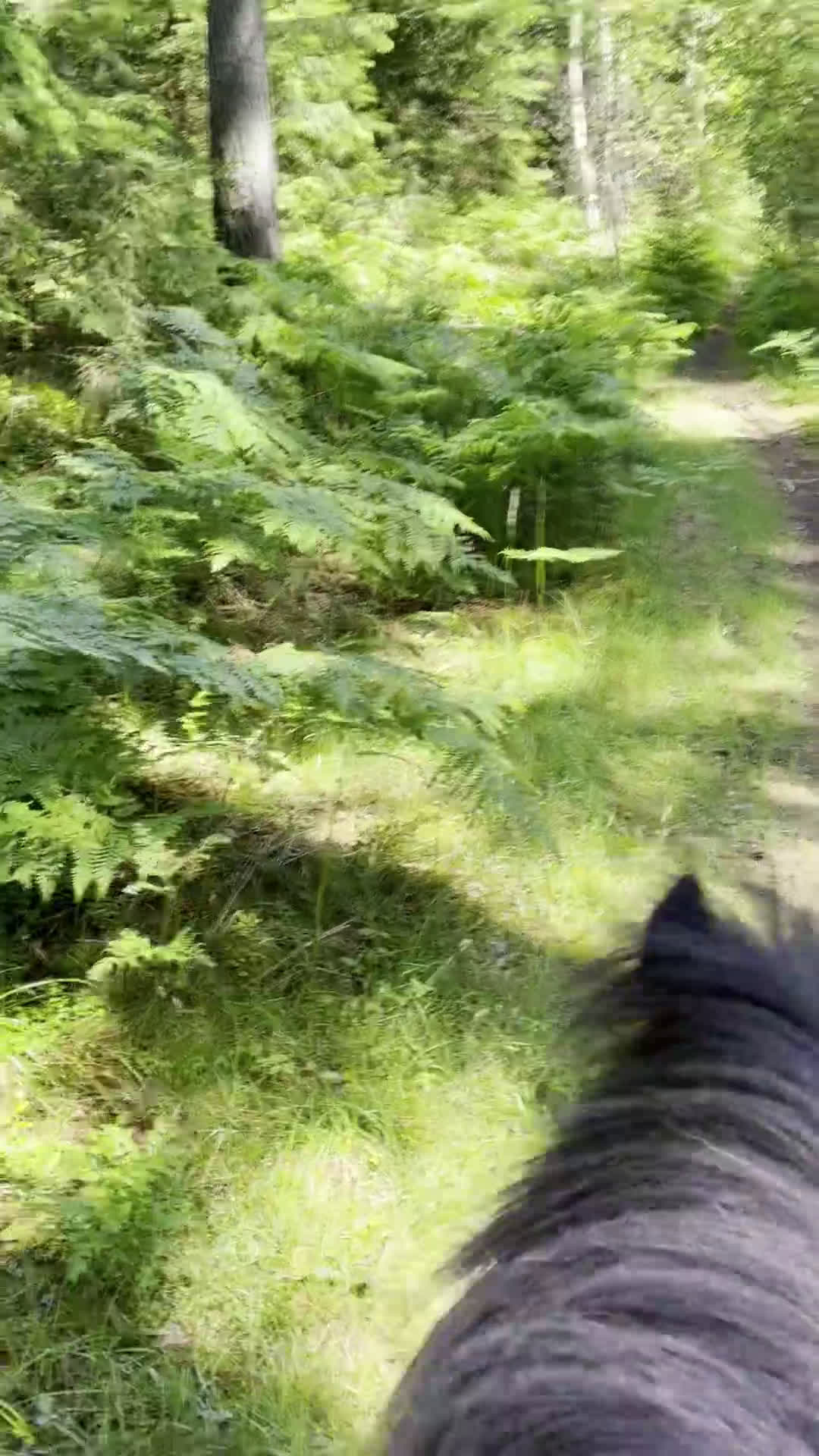  stallplats finnes: Plats ledig i vår islandshästflock på Bogesund i Åkersberga - Video 1