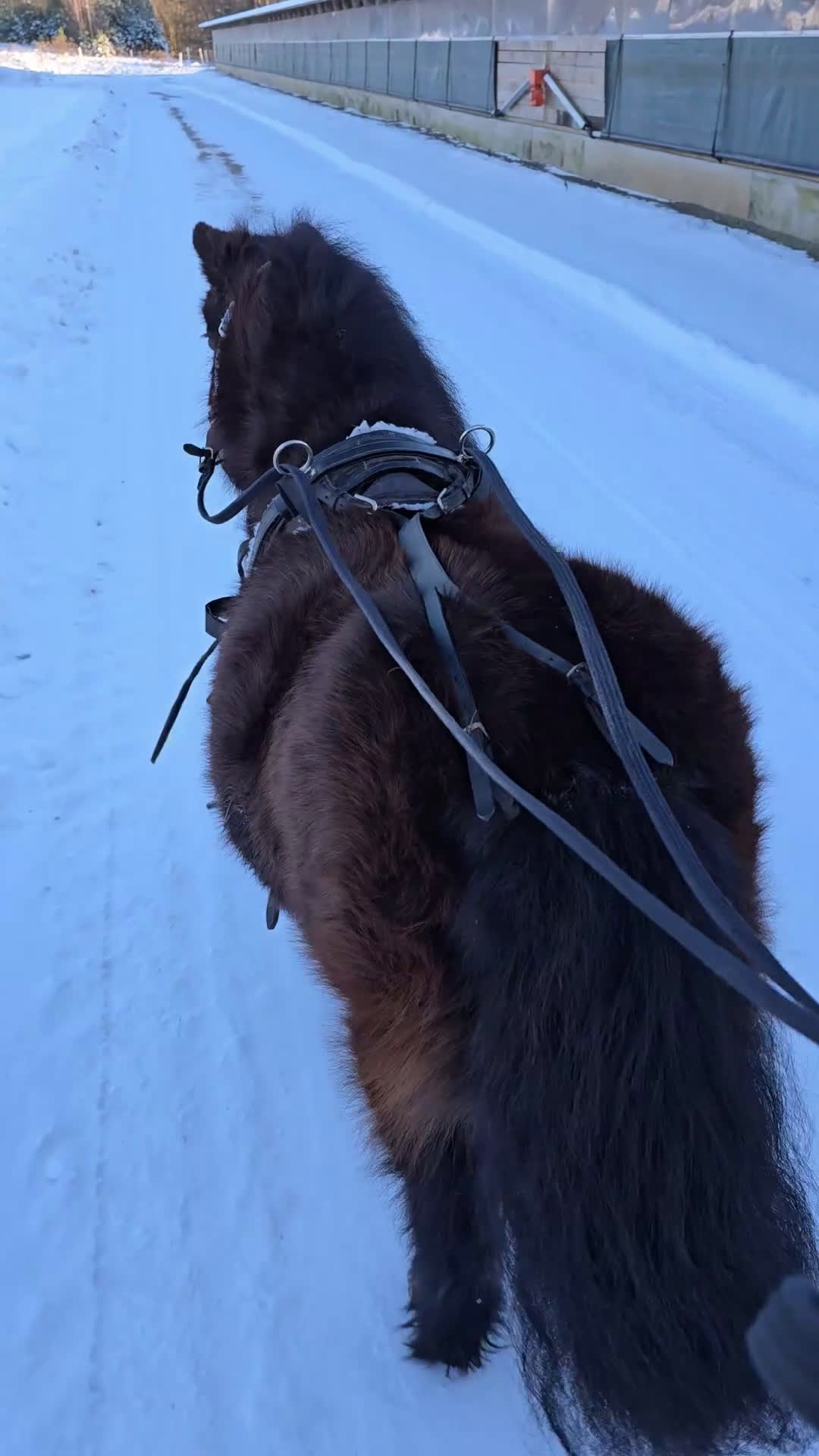Allround hästar till salu: Sockersött shettissto i Mjölby - Video 1