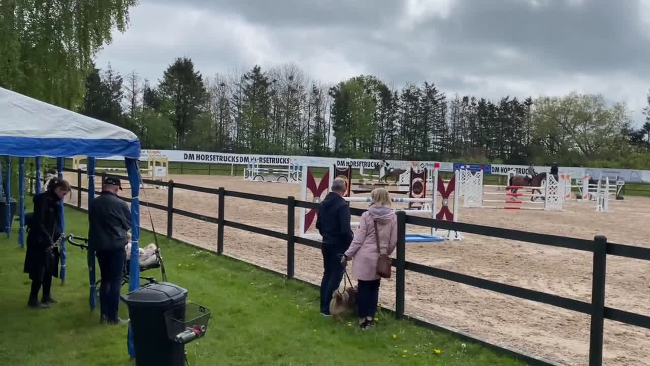 Hoppning hästar till salu: Fint SWB sto med allt man söker i Malmö - Video 2