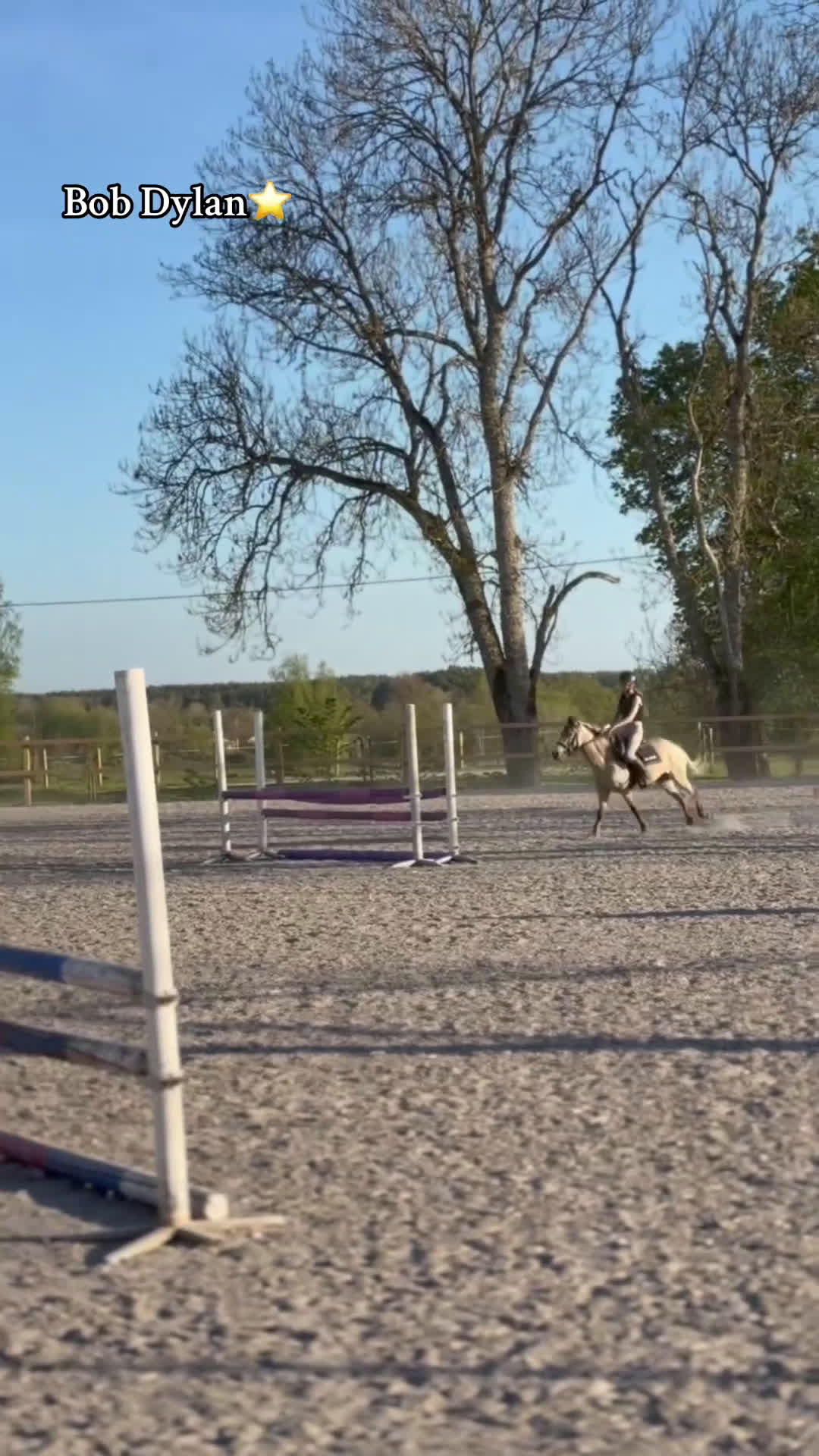 Sällskap hästar till salu: Trevligt gotlandsruss  i Strängnäs - Video 2