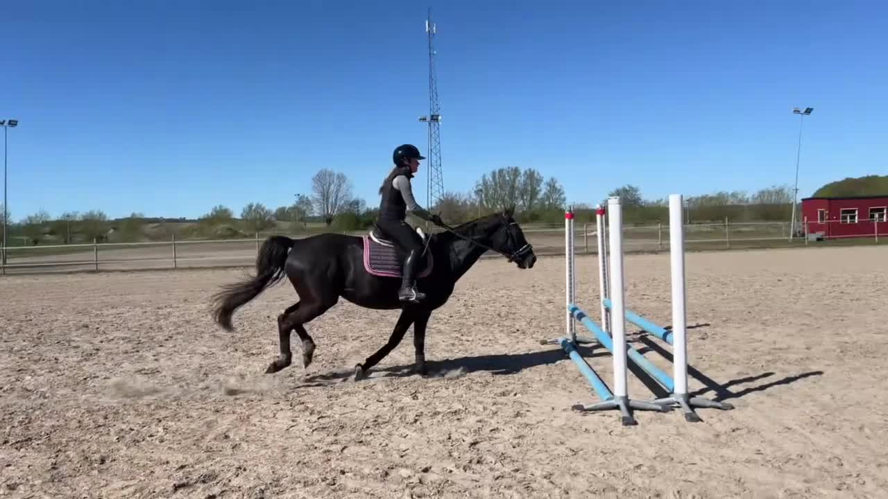 Allround hästar till salu: Fina Fontana söker nytt hem i Trelleborg - Video 2