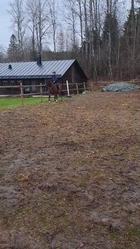 Allround hästar till salu: Ragnar säljes/bytes i Blidsberg - Video 2