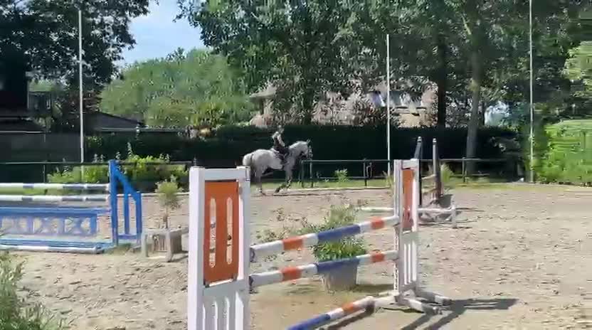 Hoppning hästar till salu: Lovande unghäst - Video 1