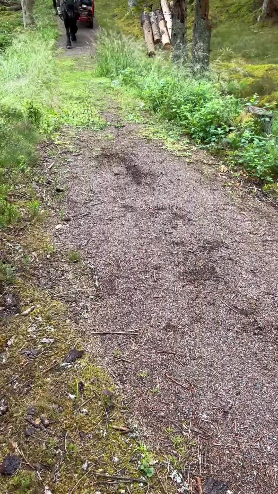 Körning hästar till salu: Bästa Marino  - Video 2