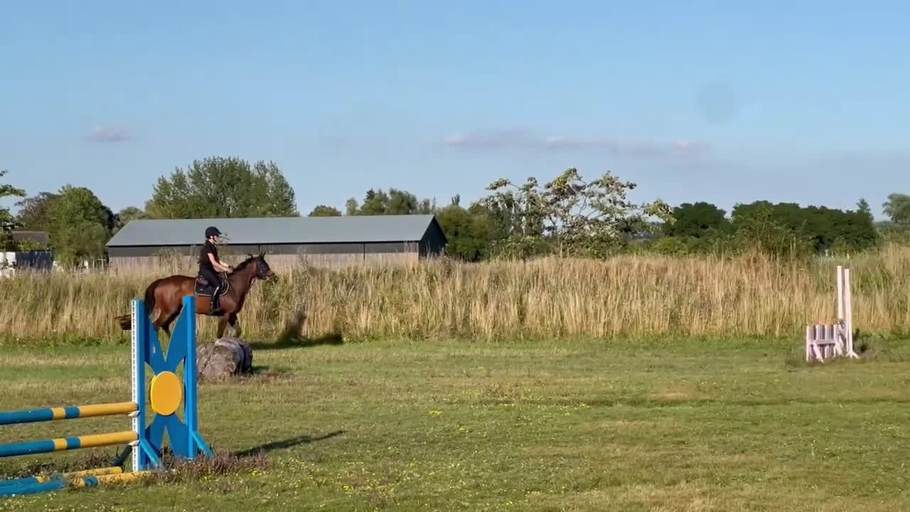 Allround hästar till salu: Positiv allroundhäst i Höllviken - Video 4