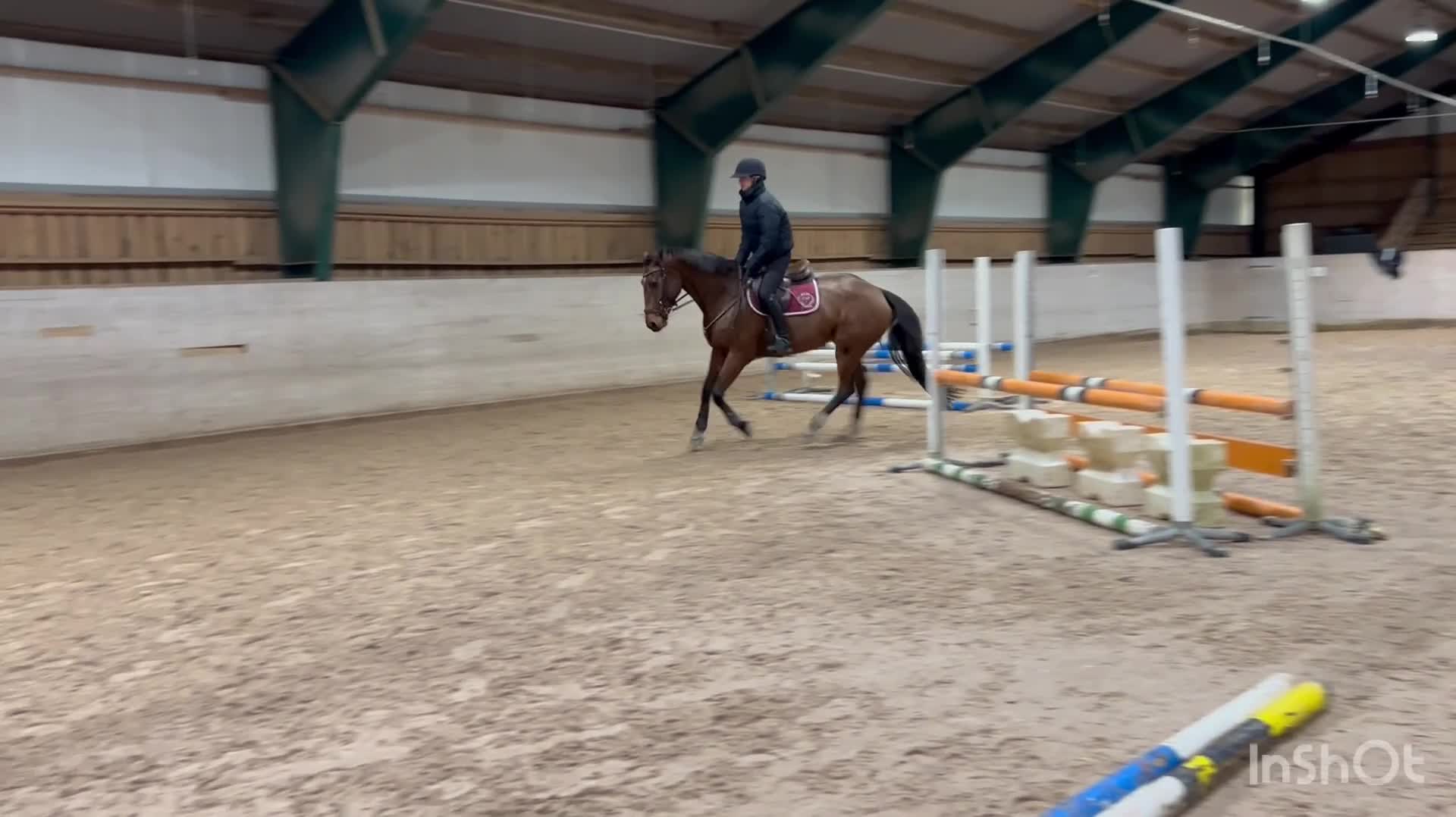 Hoppning hästar till salu: Världens finaste bästavän!  - Video 2