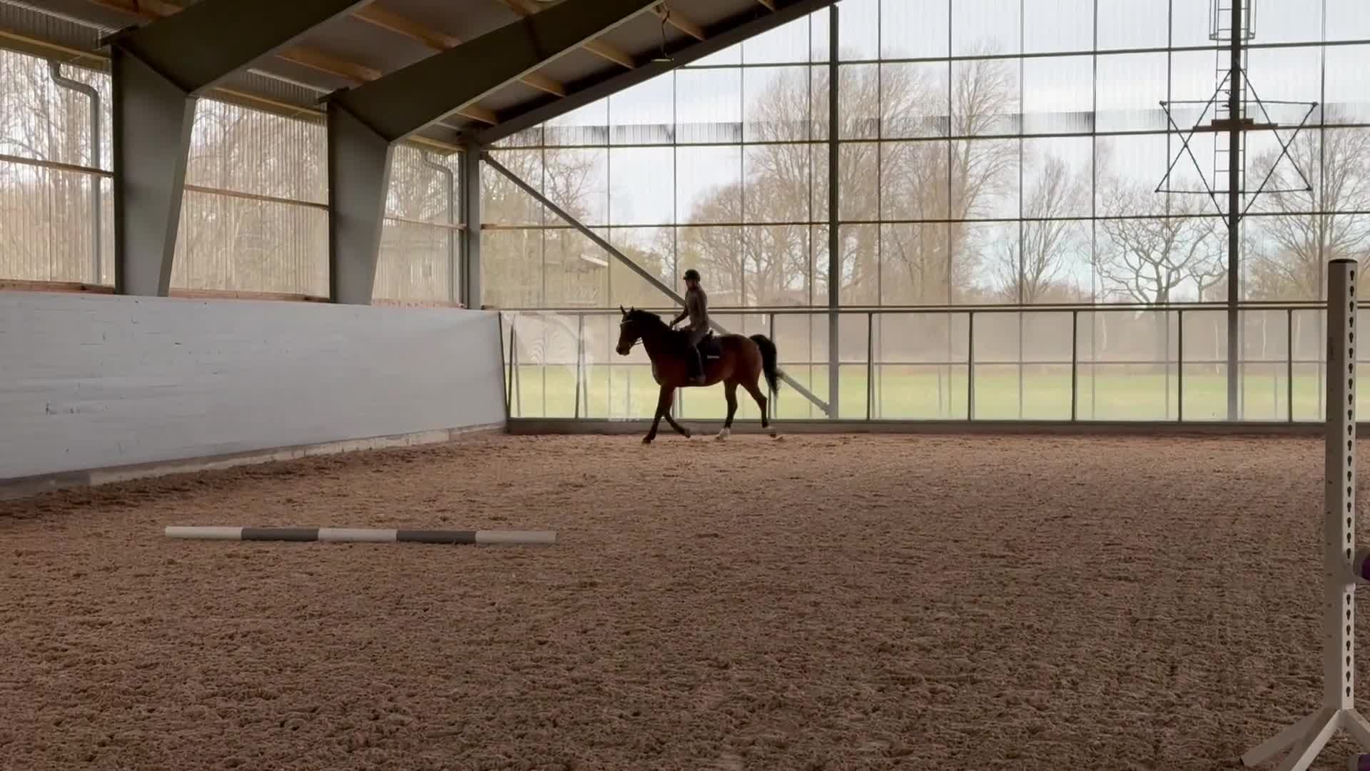 Allround hästar till salu: Lyxig hobbyhäst med stor personlighet  - Video 2