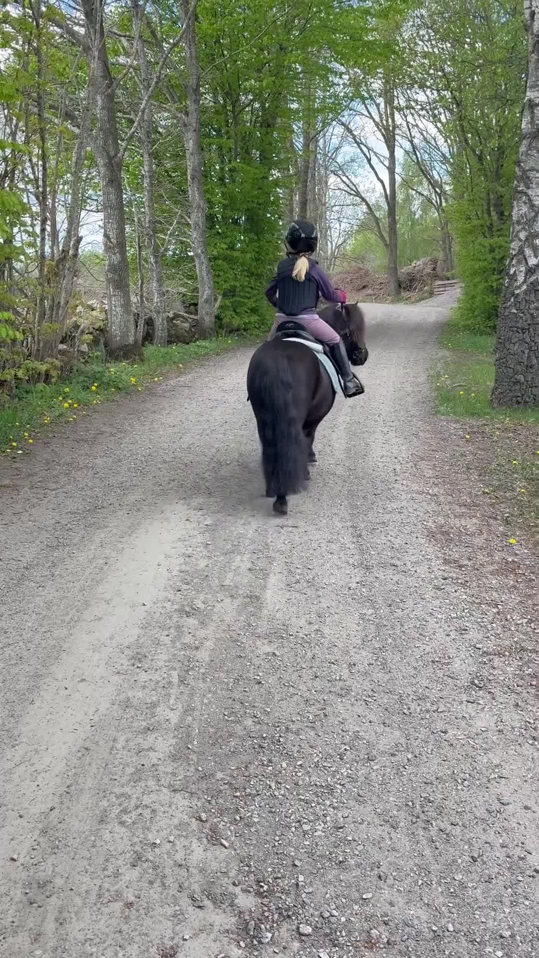 Allround hästar till salu: Fantastisk barnponny - Video 1