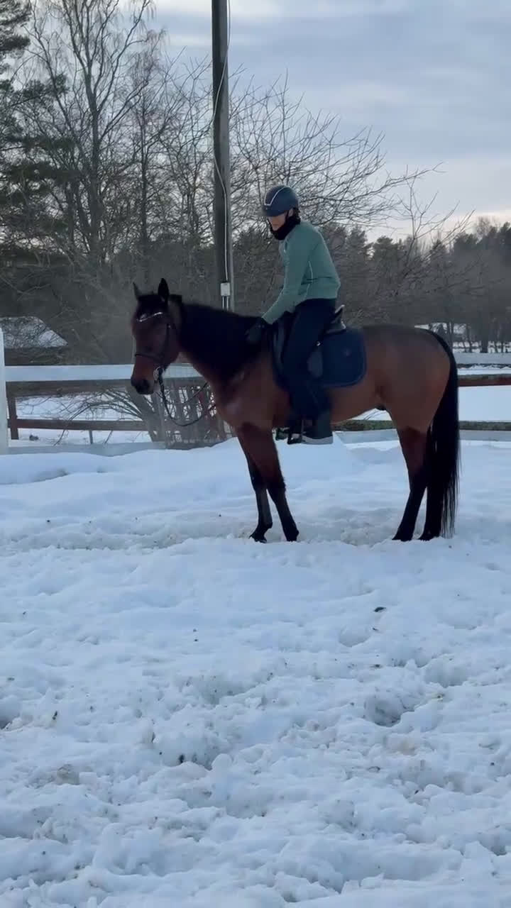 Allround hästar till salu: Ajlexes Abraxas i Falun - Video 4