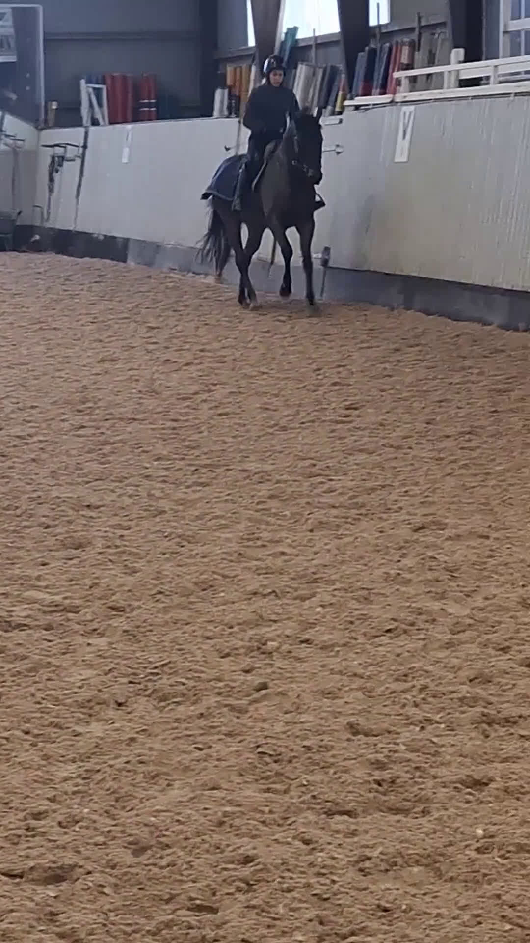 Allround hästar till salu: Bear Pong  - Video 4