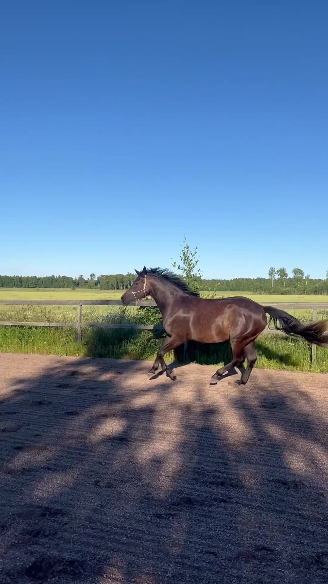 Hoppning hästar till salu: Oslipad pärla - Video 2