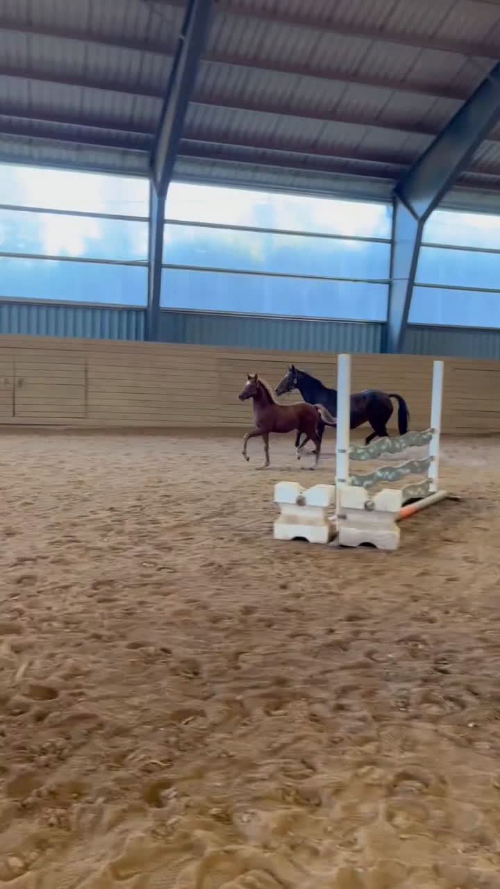 Allround hästar till salu: Kolla film! Hingstämne? i Hestra - Video 1