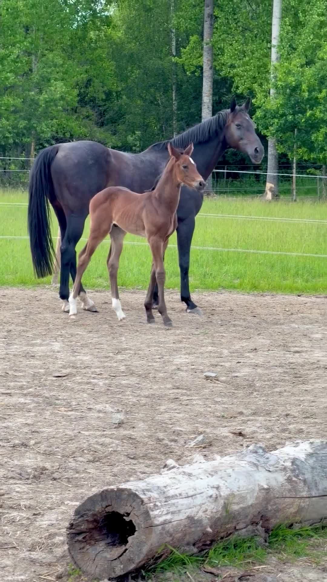 Fälttävlan hästar till salu: Fälttävlan eller hoppning 🐎 - Video 1