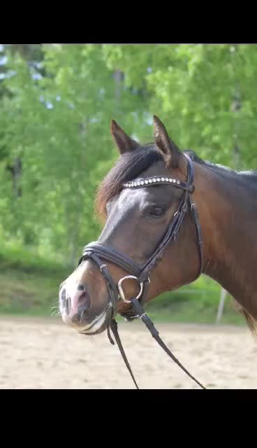 Allround hästar till salu: Trevligt sto med erfarenhet av galopp och hoppning i Vagnhärad - Video 1