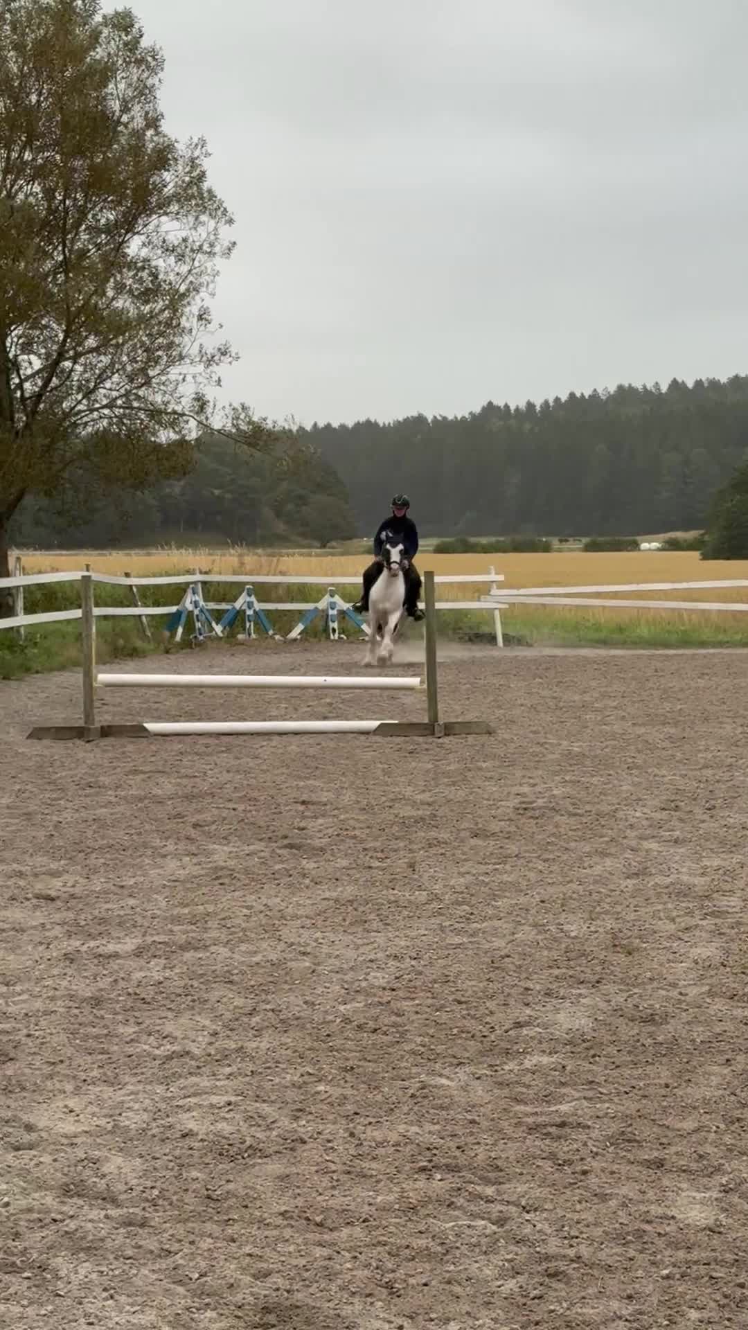 Allround hästar till salu: 🤍 Härlig C ponny f -20🖤 - Video 3