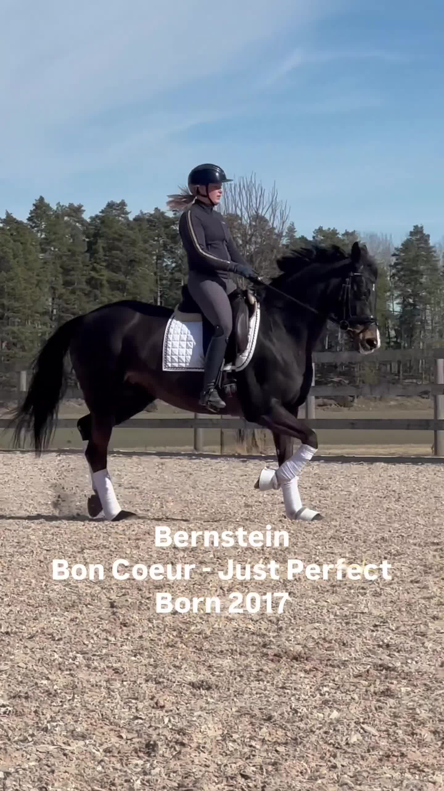 Dressyr hästar till salu: Elegant dressyrsto med det lilla extra  - Video 1