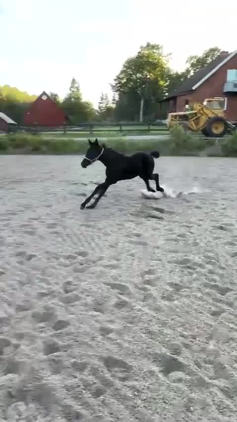 Hoppning hästar till salu: Framtidens stjärna swb sto föl - Video 2