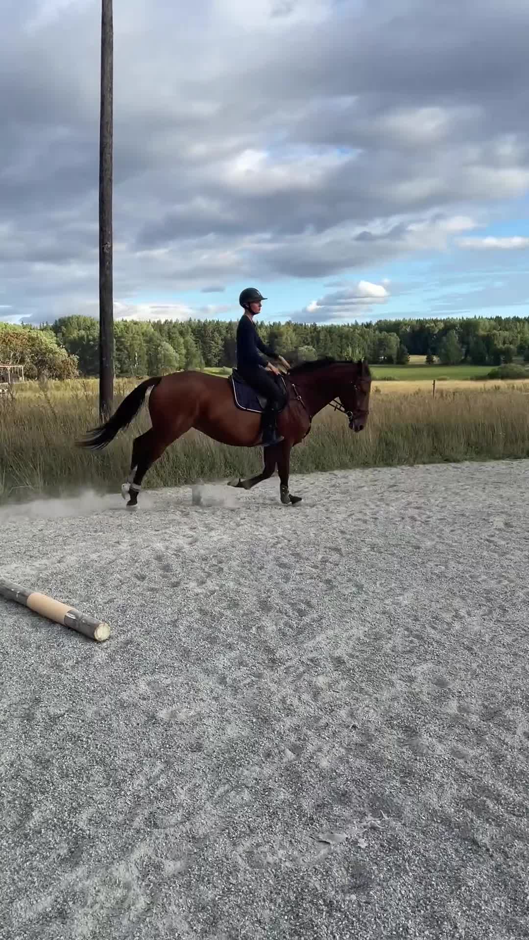 Allround hästar till salu: Hobby eller mor/dotter häst! - Video 5