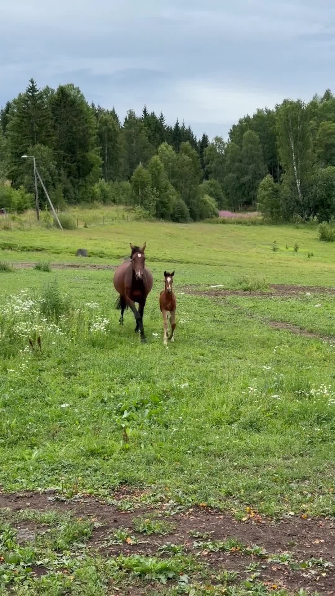 Hoppning hästar till salu: Hingstföl e. Aganix d’Amour - Copycat - A-dur - Video 3