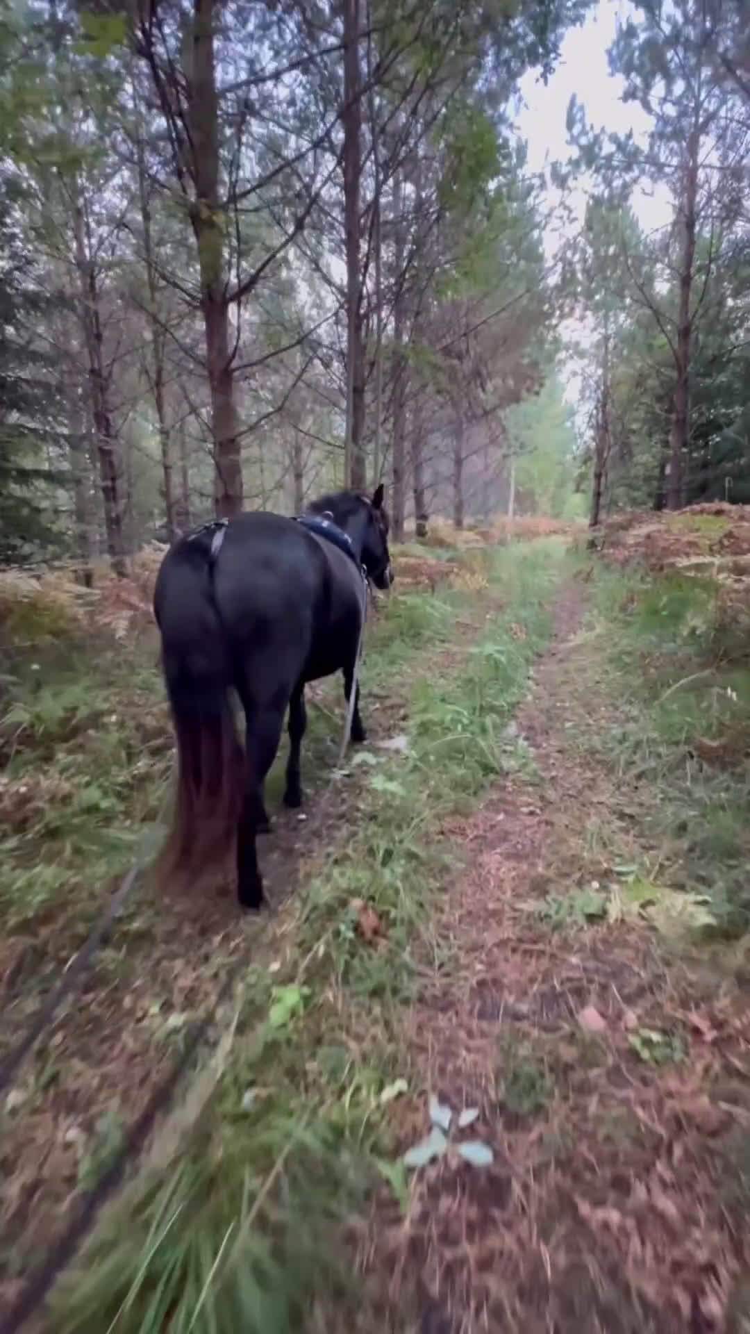 Allround hästar till salu: Mycket trevligt gotlandsruss sto säljes i Tierp - Video 3
