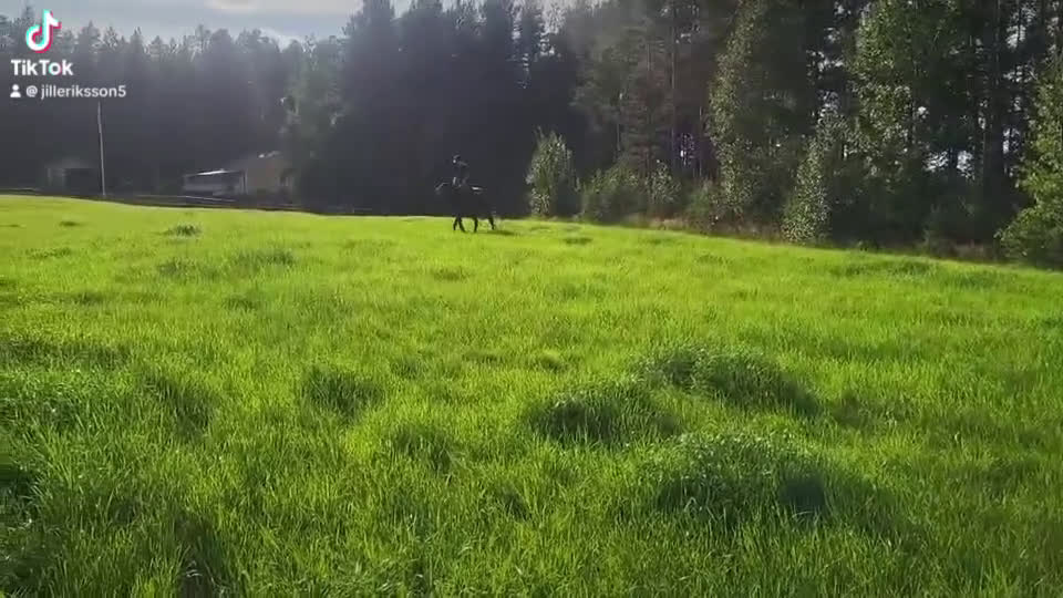 Allround hästar till salu: Sockersöt valack säljes! - Video 1