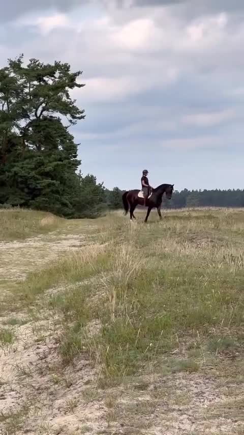 Hoppning hästar till salu: 140+ Scope och gentleman! - Video 2