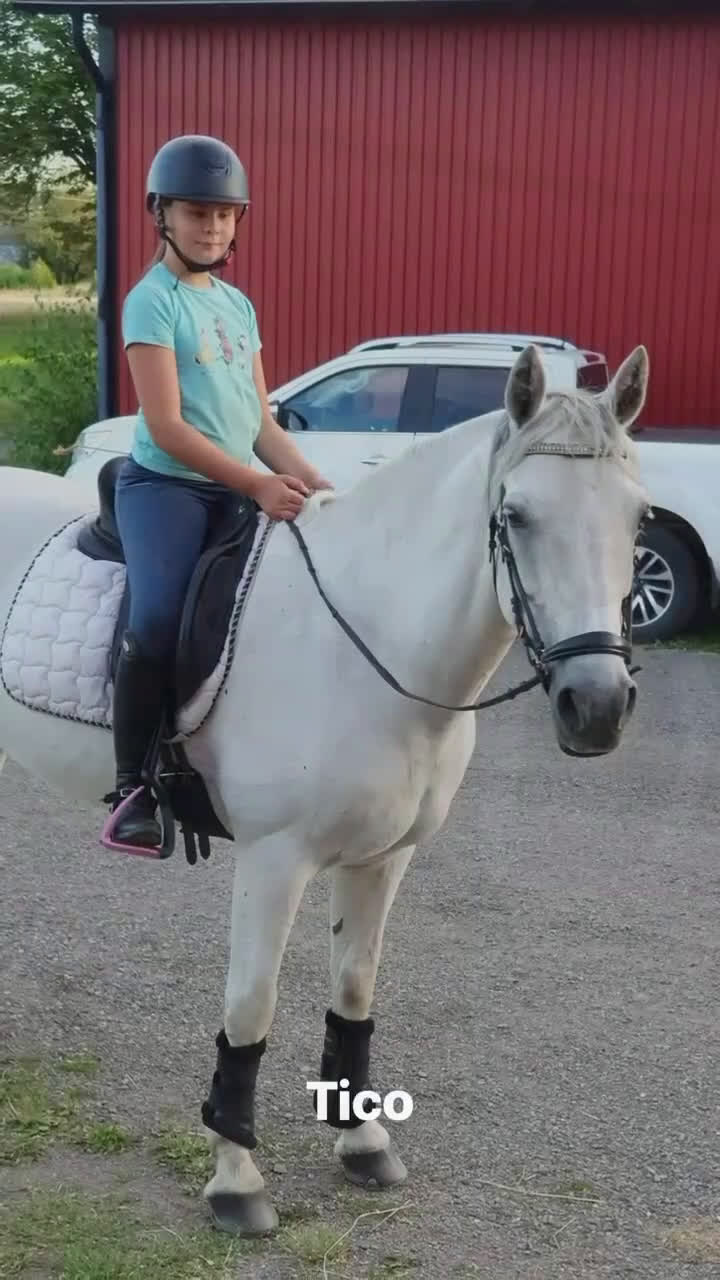 Dressyr hästar till salu: Skogsmulle - Video 1