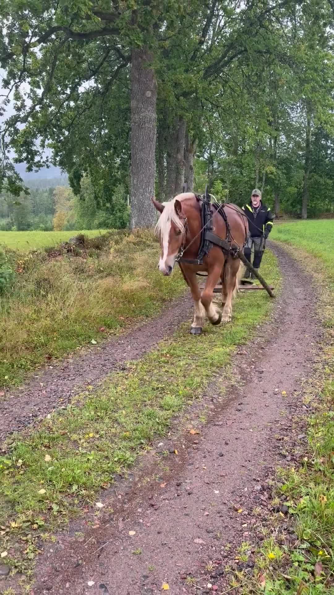 Allround hästar till salu: Nordsvensk  - Video 1
