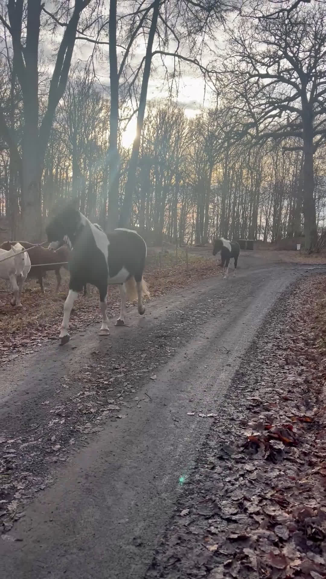 Western hästar till salu: Trygg och vänlig skäck med många möjligheter!  i Älmhult - Video 2