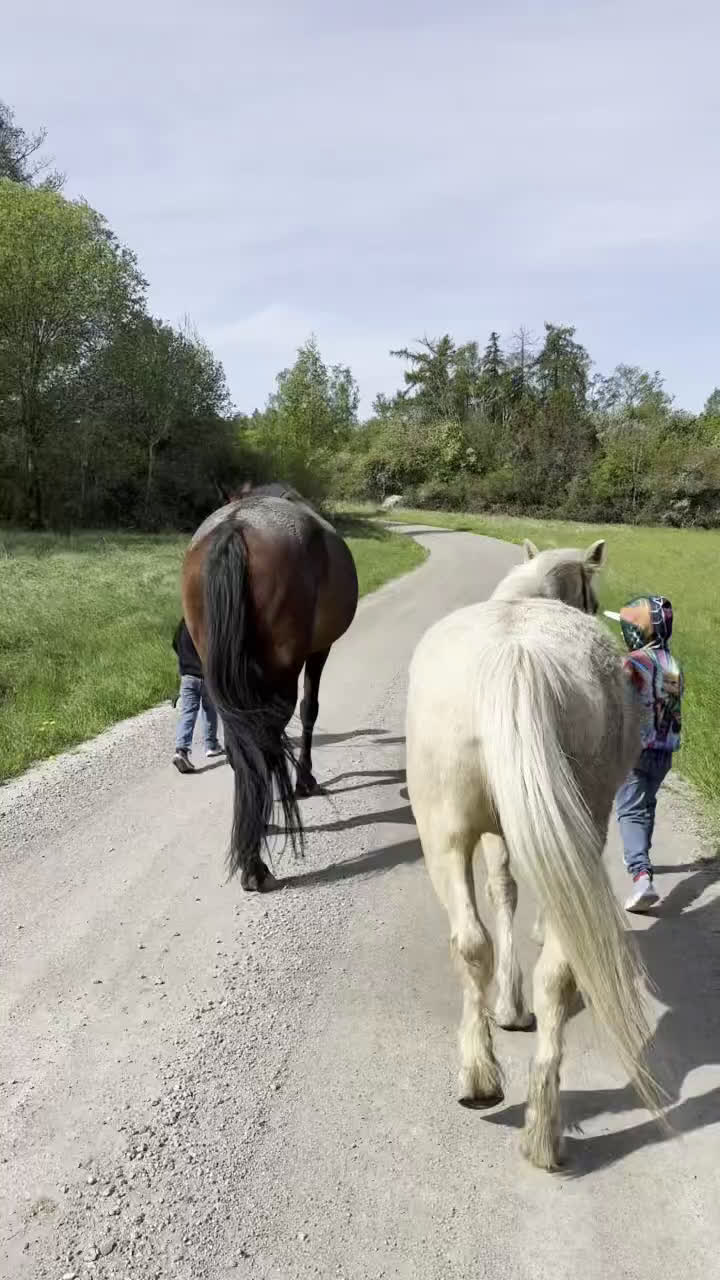  foderhäst finnes: Varmblod, till verksamhet? i Bålsta - Video 1