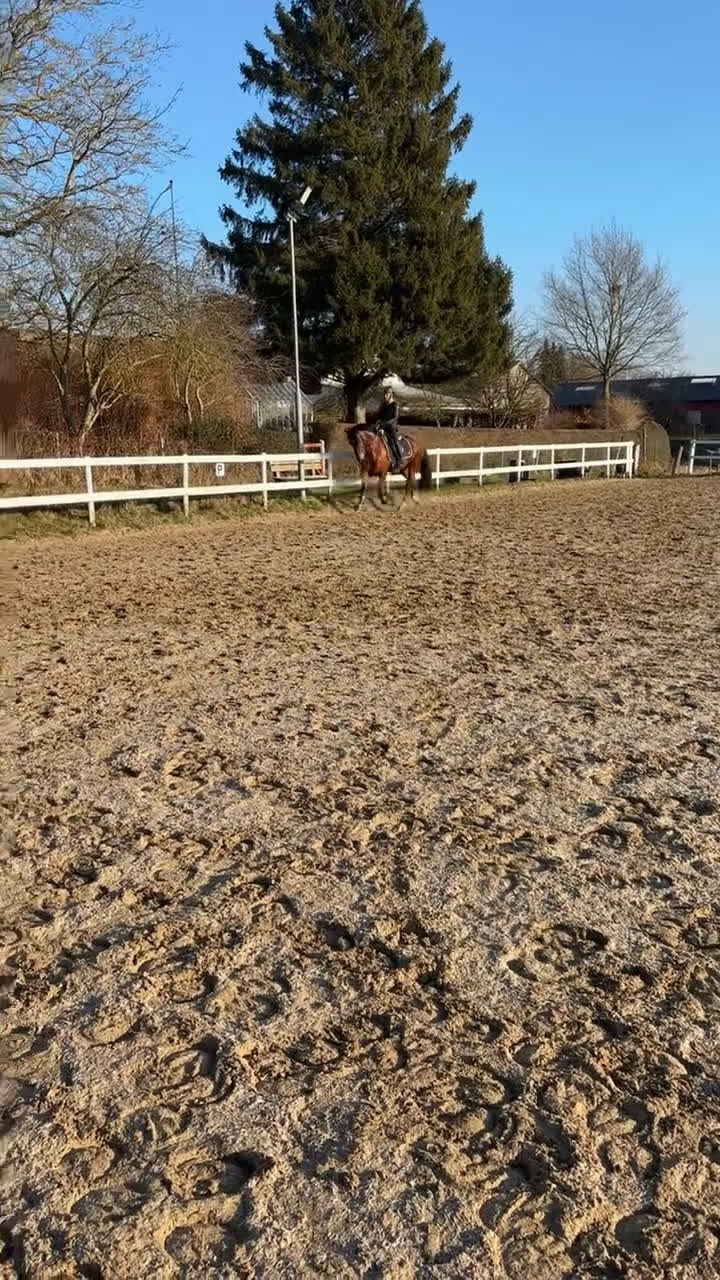 Hoppning hästar till salu: Ponyen du kan nå til de høje klasser med  - Video 2