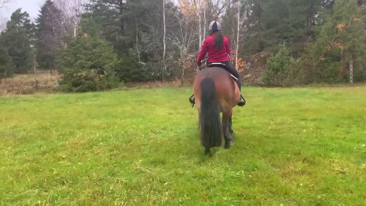 Allround hästar till salu: Nordsvensk valack i Rimbo - Video 2