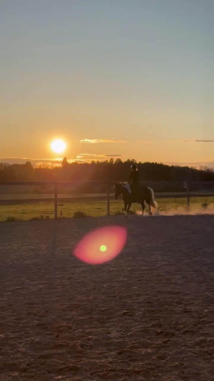 Allround hästar till salu: Vacker drömponny i Uppsala - Video 4