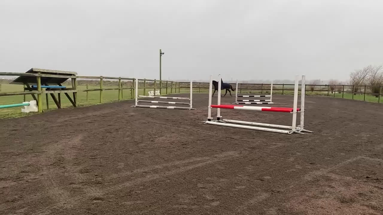 Allround hästar till salu: Positiv allroundhäst i Höllviken - Video 3