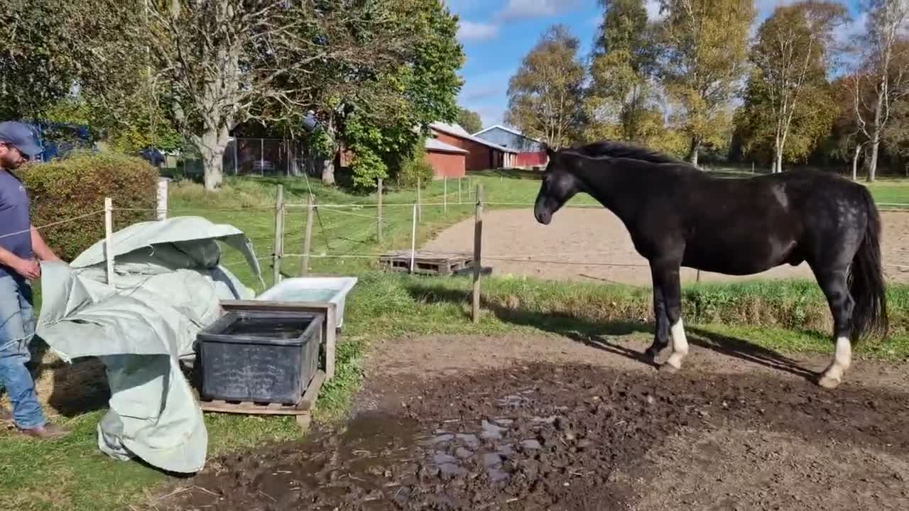 Allround hästar till salu: Fin valack ❤️ - Video 2