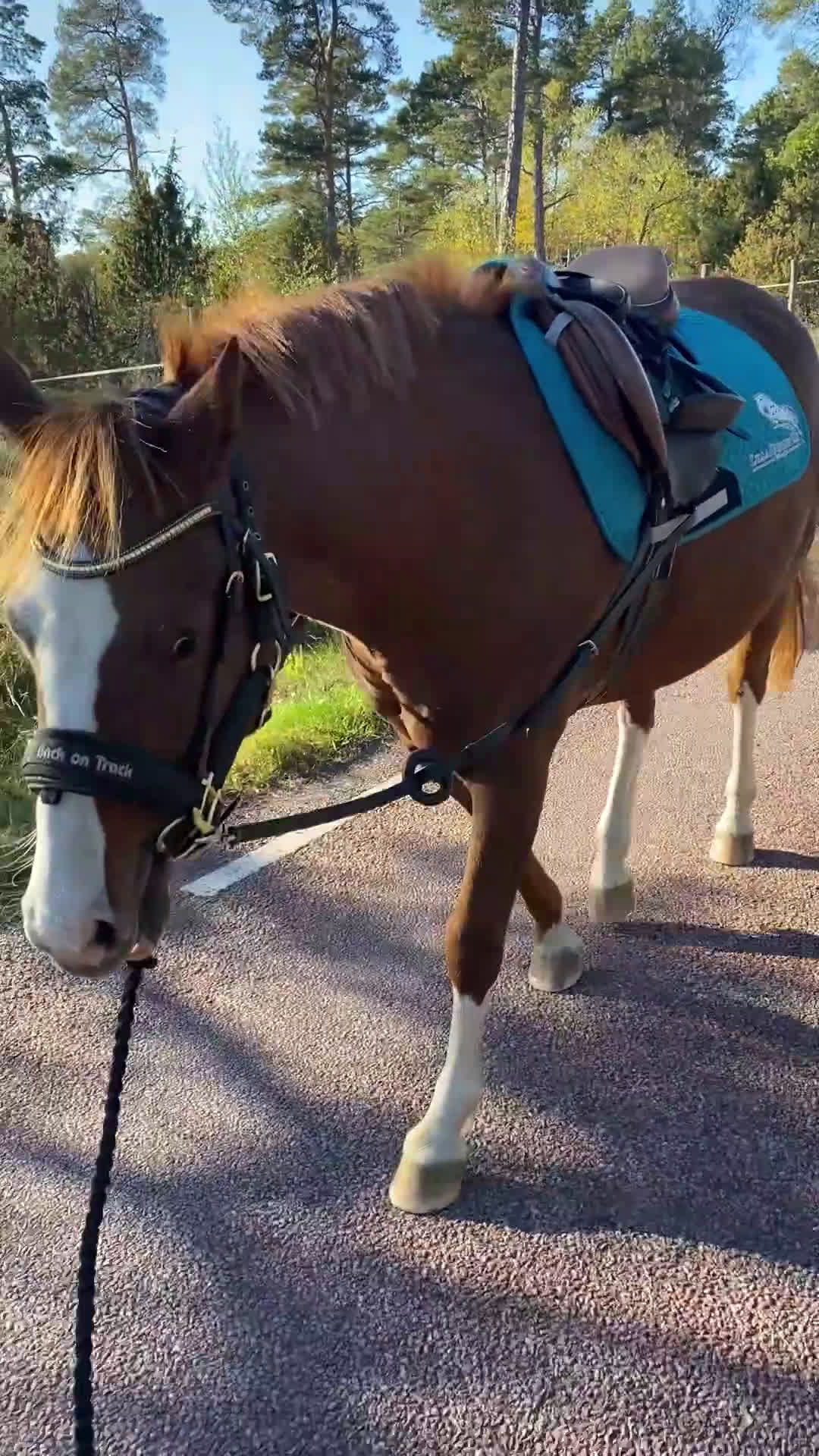 Allround hästar till salu: C-ponny sto welshpartbred-23  - Video 3