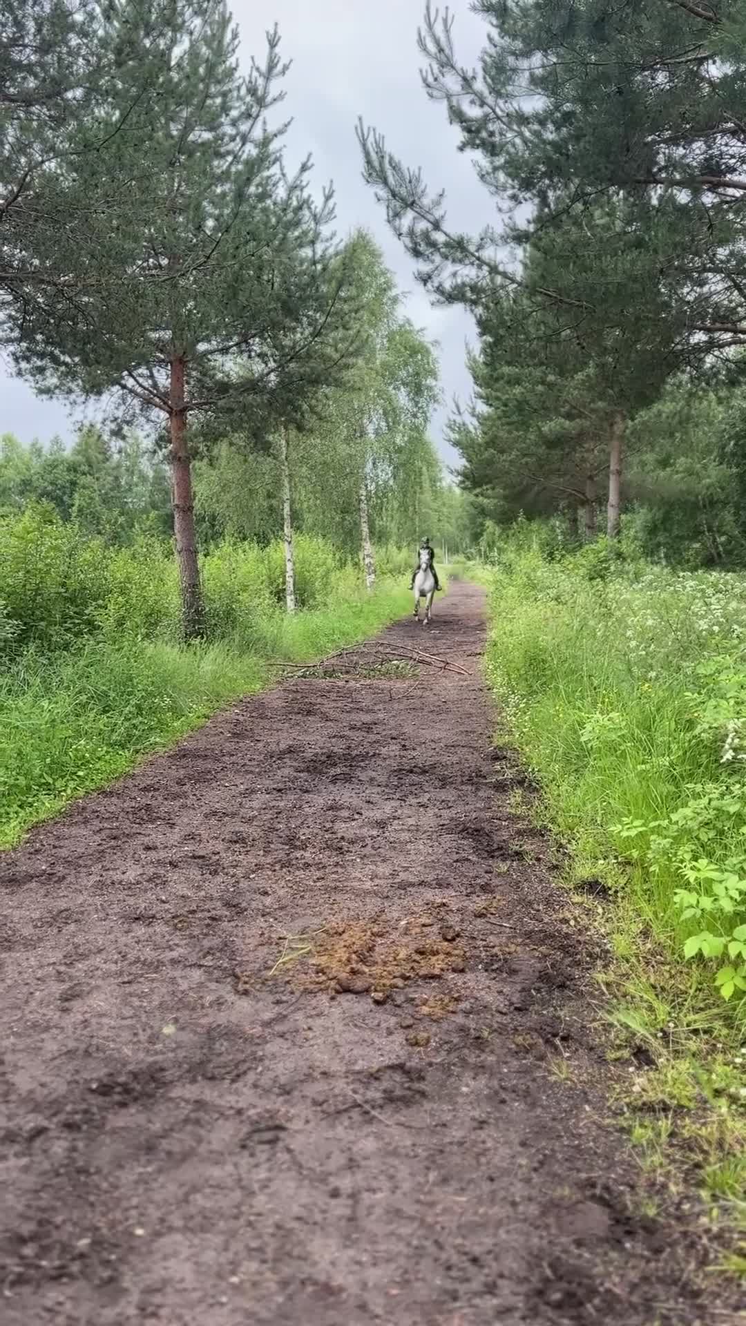 Allround hästar till salu: Maxat svenskfödd d-ponny sto  - Video 4
