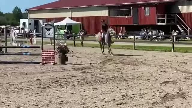 Allround hästar till salu: Lyxig hobbyponny för hopp och dressyr - Video 3