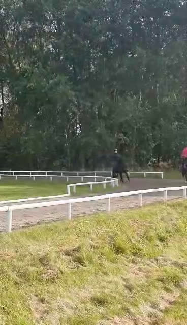 Island hästar till salu: Flott valack i Rengsjö - Video 2