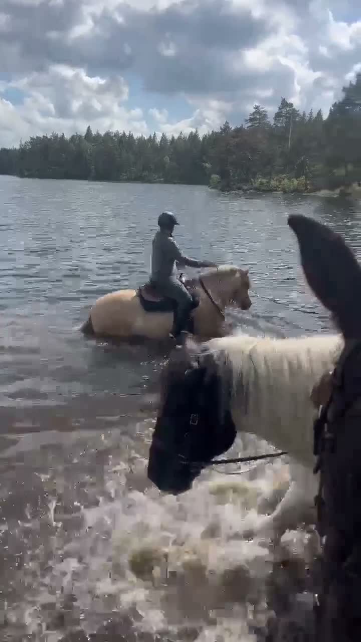 Allround hästar till salu: Mysig fjordvalack i Nol - Video 1