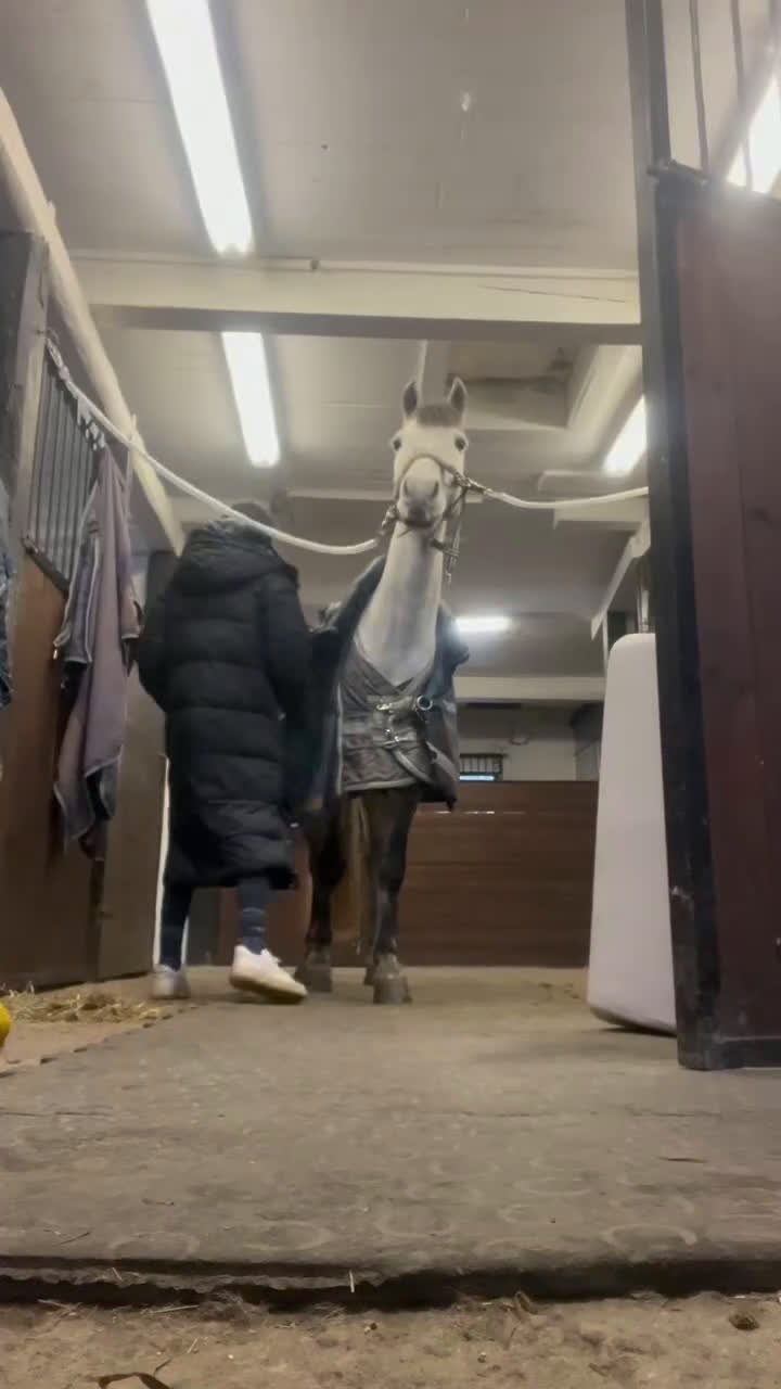 Hoppning hästar till salu: Framtidens rosettplockare! i Solna - Video 3