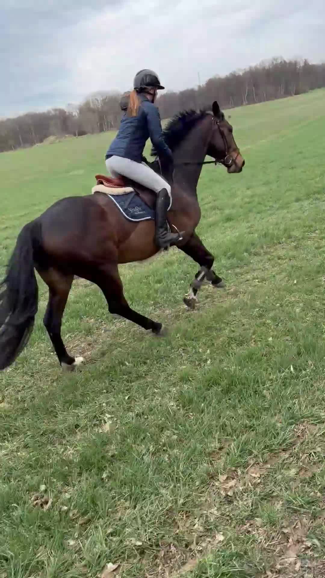 Allround hästar till salu: ⭐️EN TALANGFULL BÄSTA VÄN FÖR FRAMTIDEN⭐️ - Video 5
