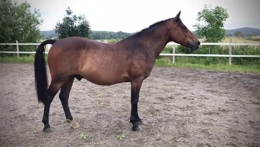 Akademiskt hästar till salu: Ponny söker vuxen för alltidmänniska i Torslanda - Video 1