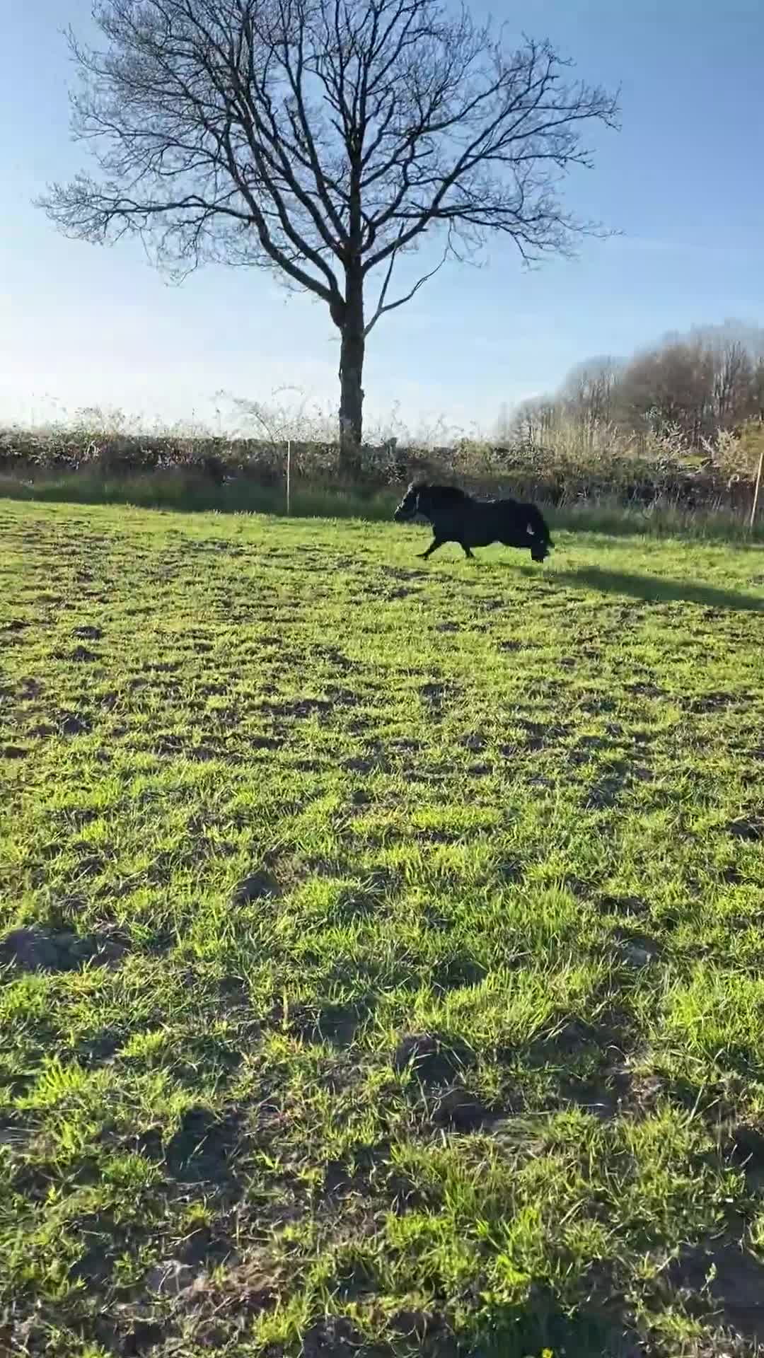Trav hästar till salu: Shettis med ett stort hjärta  - Video 2