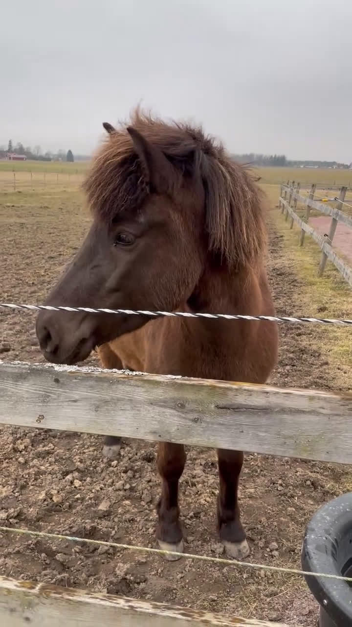 Island hästar till salu: Islandssto 5 år - Video 1