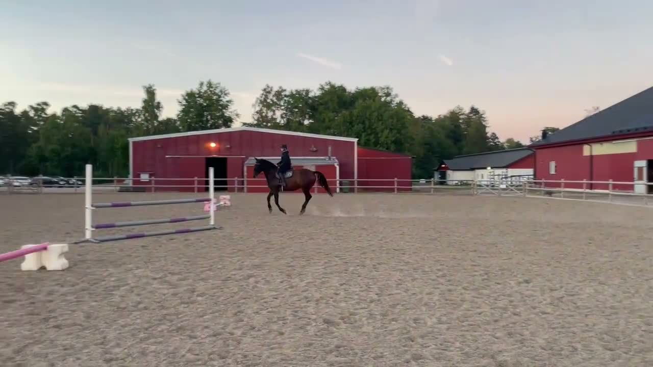 Allround hästar till salu: Till dig som söker en bästa vän! - Video 2