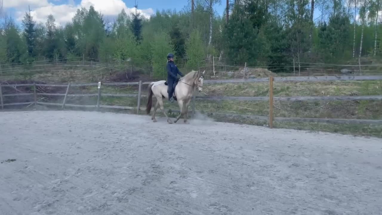Allround hästar till salu: Ovanlig ras! Töltande med mycket ovanlig färg  - Video 4