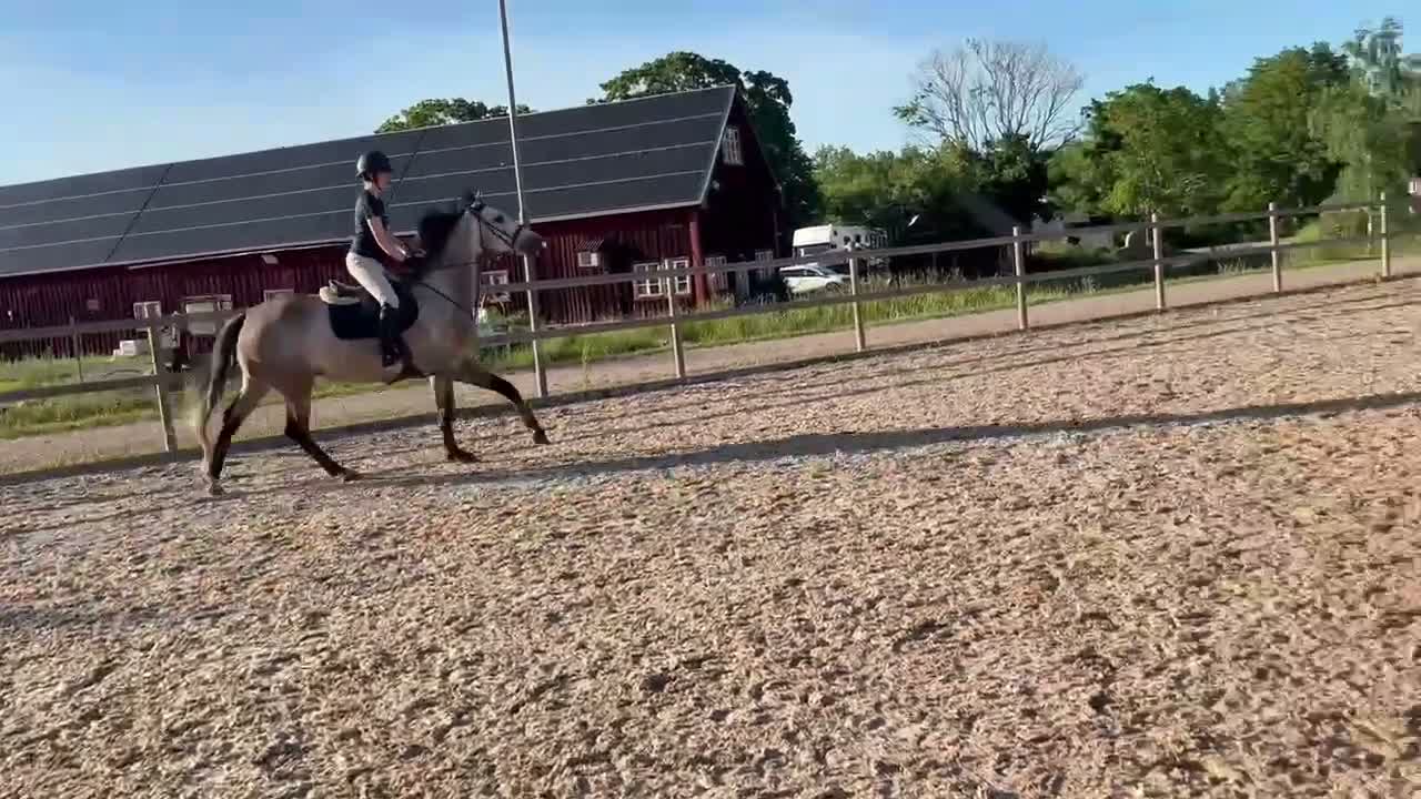 Hoppning hästar till salu: Utvecklingsbar 5-åring e Heartbeat Bravour  i Västervik - Video 1